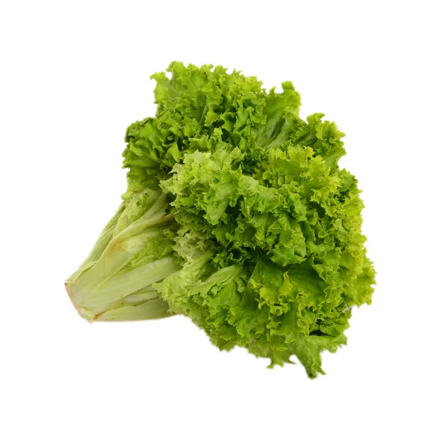 [00000277] laitue lolo verte à la pièce - FILIERE M