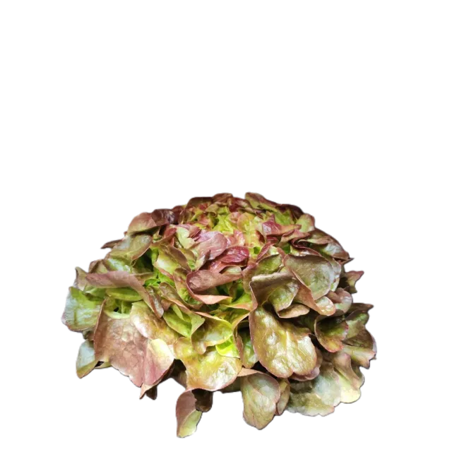 [00000286] Laitue feuille de chêne rouge à la pièce - FILIERE M