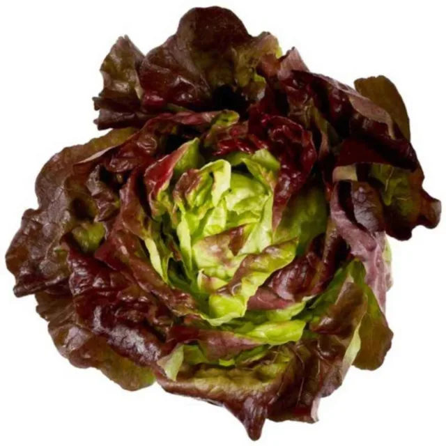 [00000296] Laitue rouge, la pièce - FILIERE M